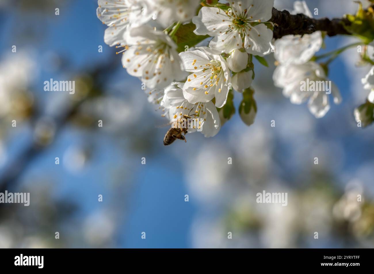 Closeup cherry spring tree hi-res stock photography and images - Alamy