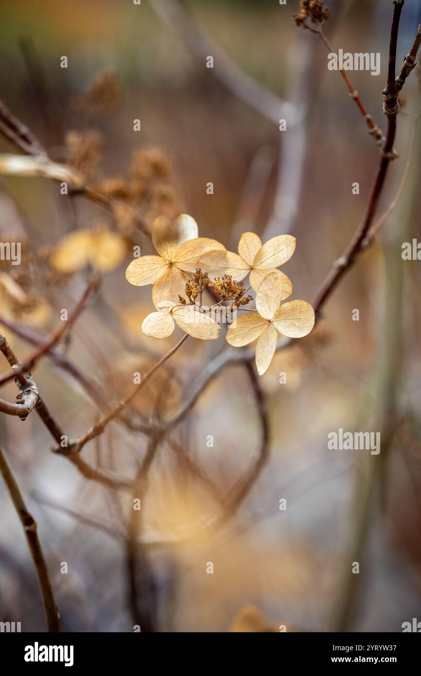 Beautiful dried hydrangea in autumn Stock Photo