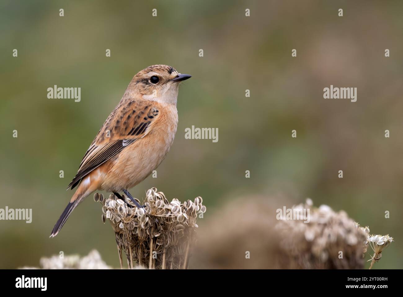 common-stonechat-female-saxicola-torquatus-sikkim-india-stock-photo