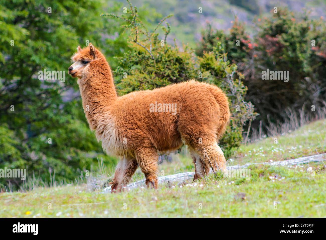 Llama and alpaca animal herd on a green meadow in Peru. Domestic and wild animals of the Andes mountains. Alpaca fluffy nice animals and babies Stock Photo