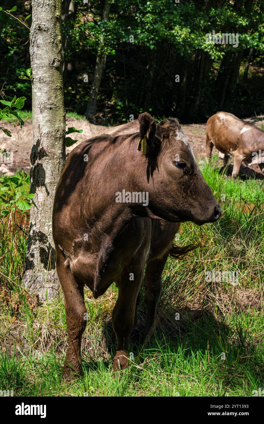 Grazing cows in Hallarumsviken nature reserve near Karlskrona, Blekinge ...