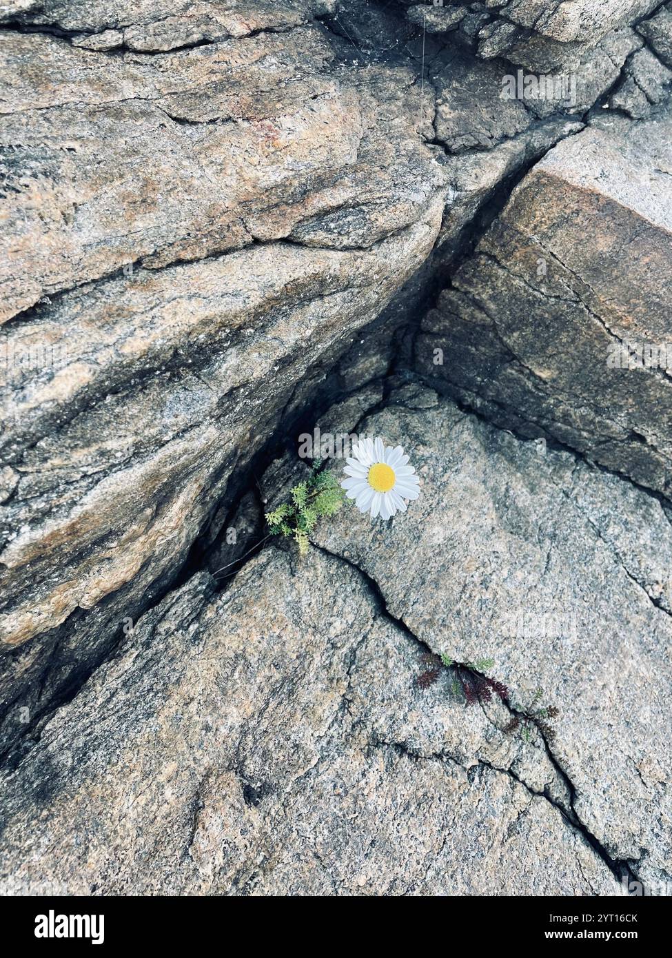 Resilience - Smartphone Captured Stock Image
