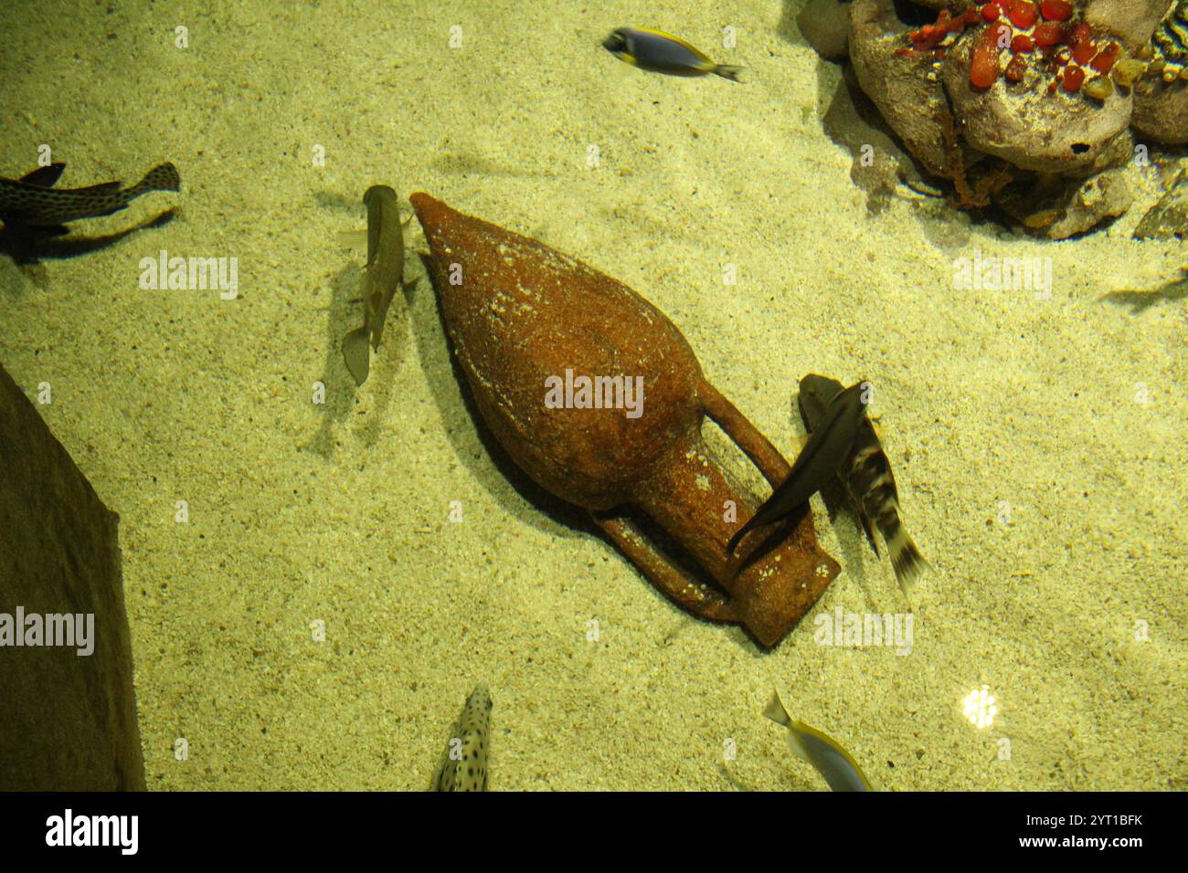 Parasalmo mykiss fish hides from other fish. Different types of fish in the aquarium. Stock Photo