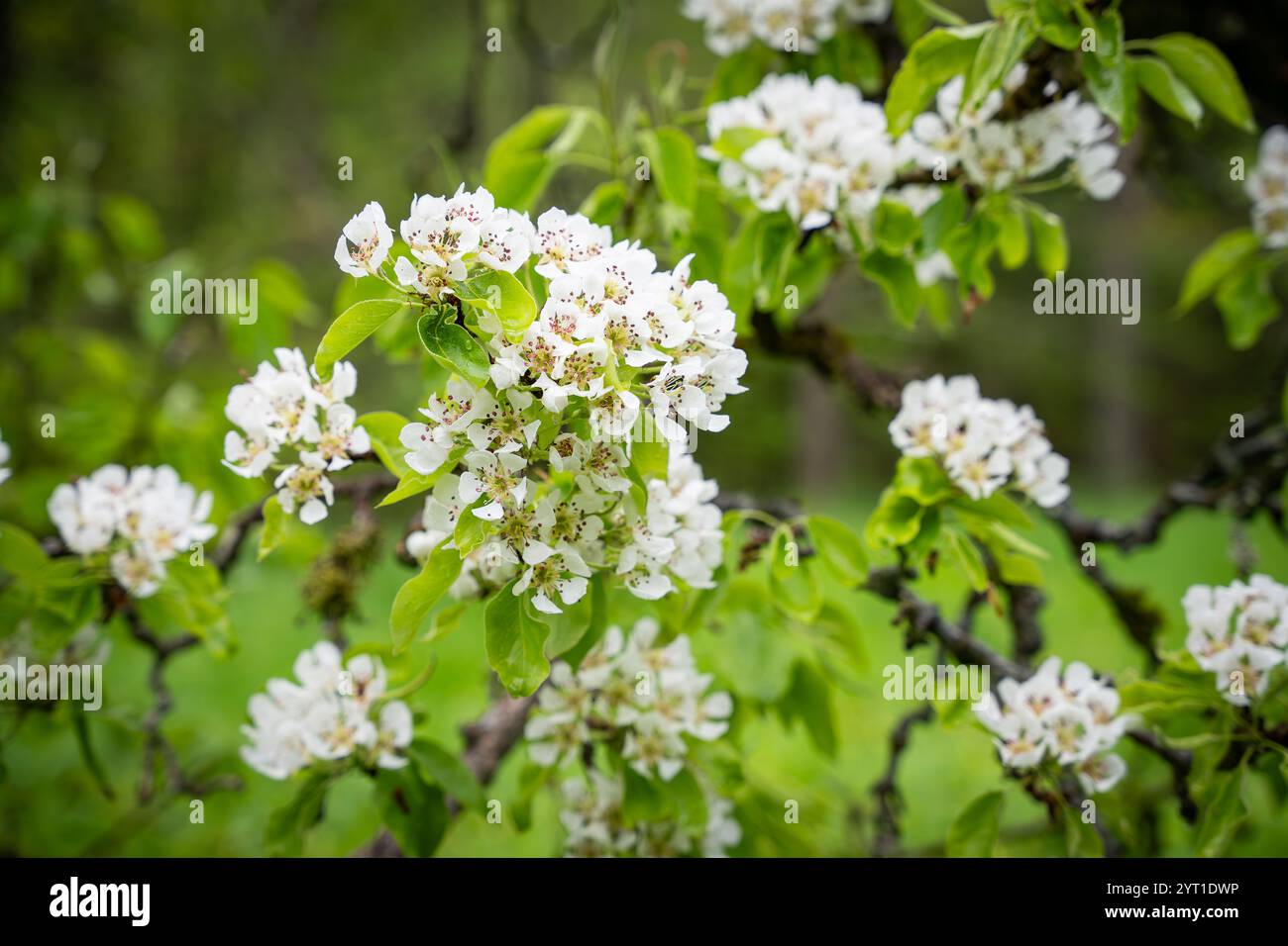 Pyrus communis, the common pear flowers in spring. Branches of old pear in bloom on a  bokeh background. Stock Photo