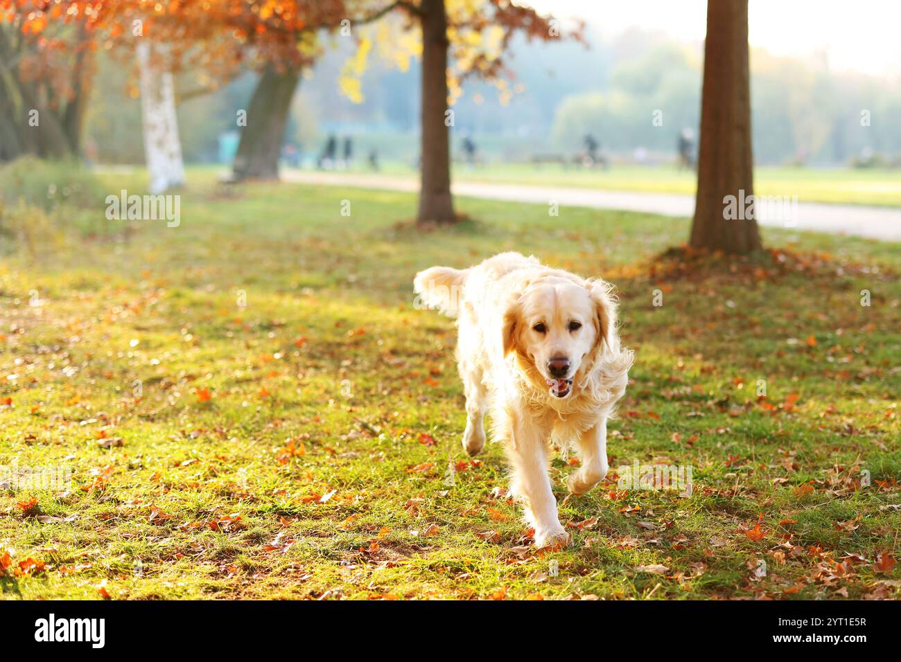Golden retriever in the park hi-res stock photography and images - Alamy