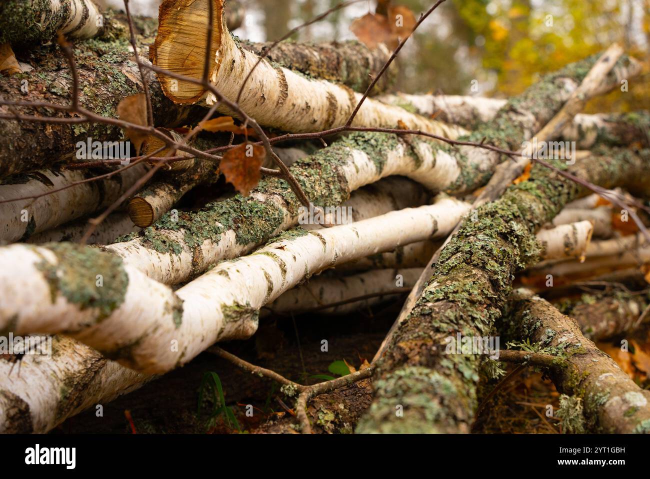 Sawn birch branches in moss Stock Photo