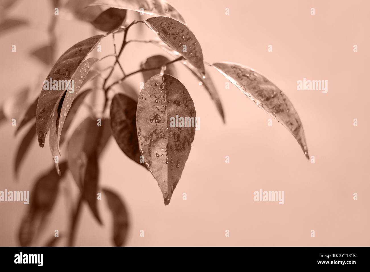 Lemon branch after rain. Demonstrating the colors of 2025 - Mocha ...