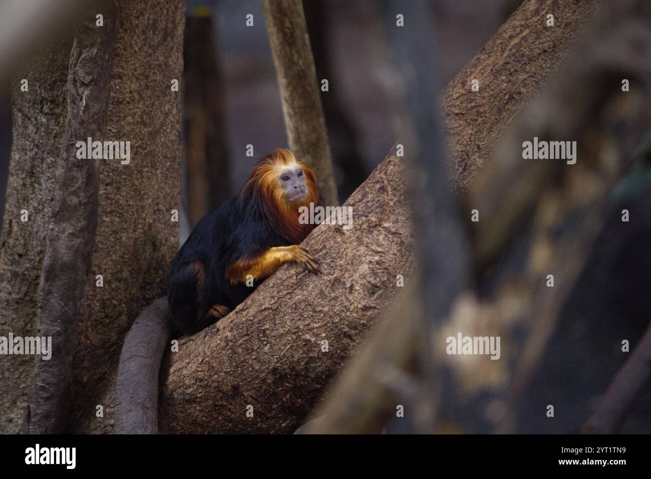 London zoo hi-res stock photography and images - Alamy