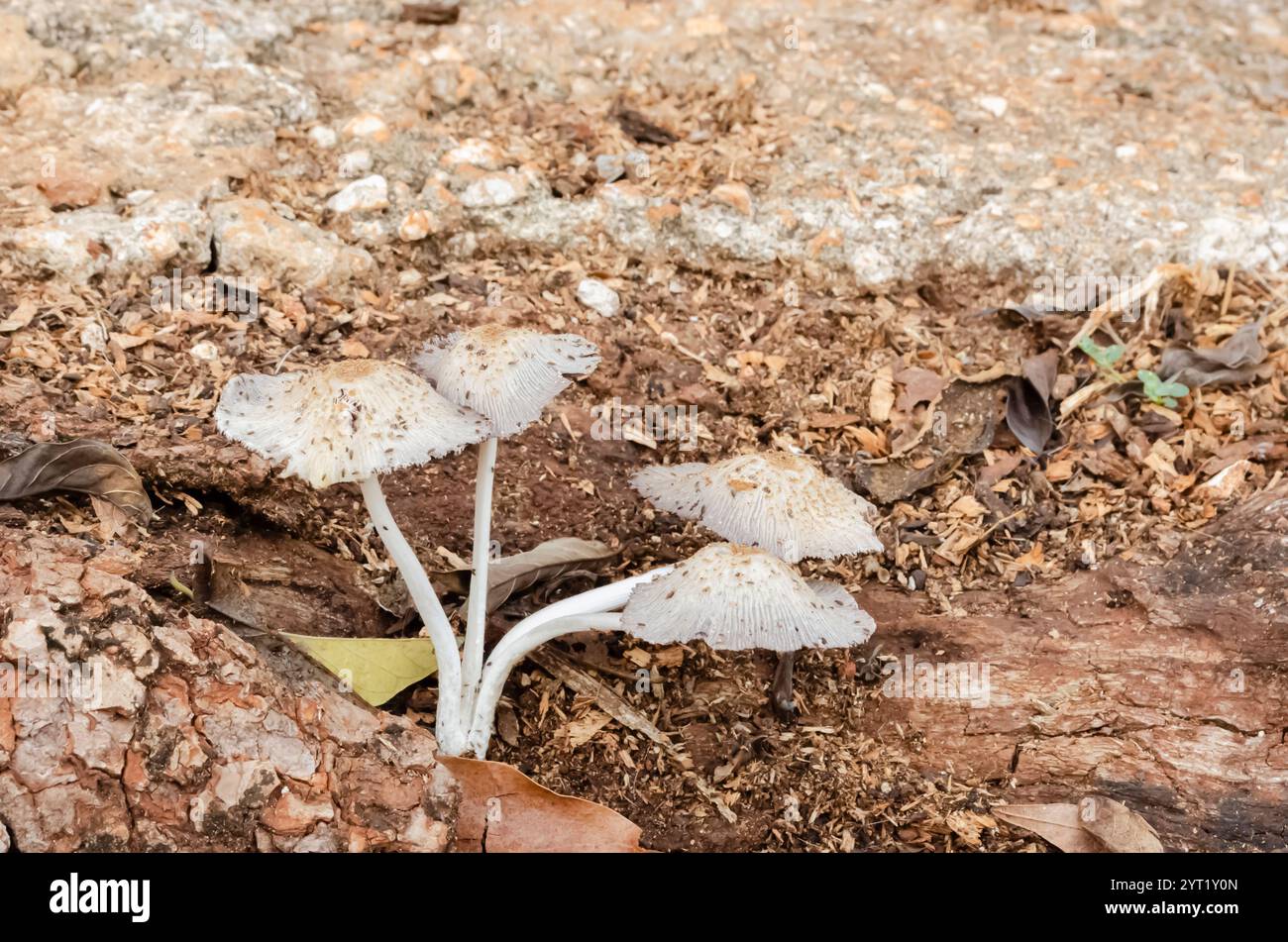 Wild Jamaican Mushrooms Growing from Dead Mango Tree Root Stock Photo