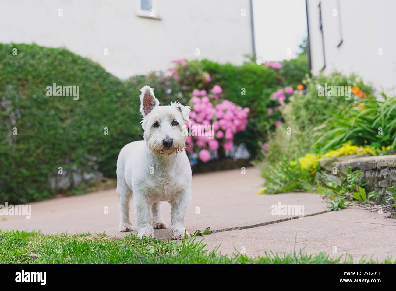 Adorable White Dog in a Garden with Pink Flowers Stock Photo - Alamy