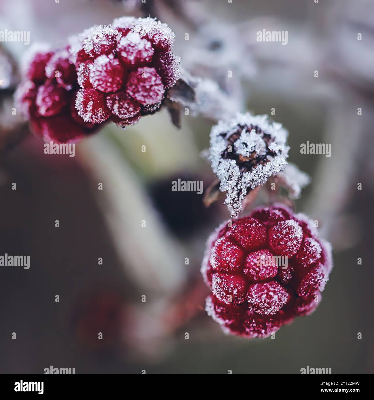 frozen blackberries Stock Photo