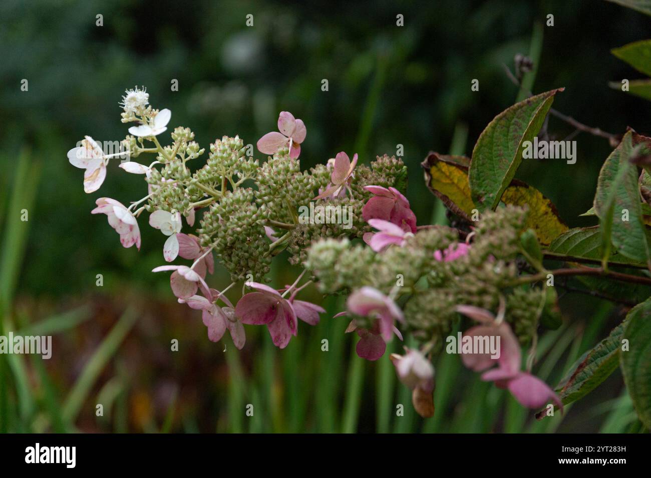 Panicle hydrangeas hi-res stock photography and images - Alamy