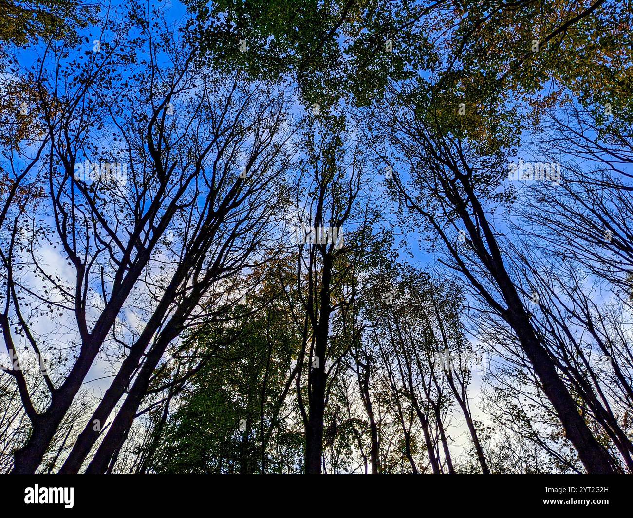 Merging British Woodland Trees in Daylight Stock Photo - Alamy