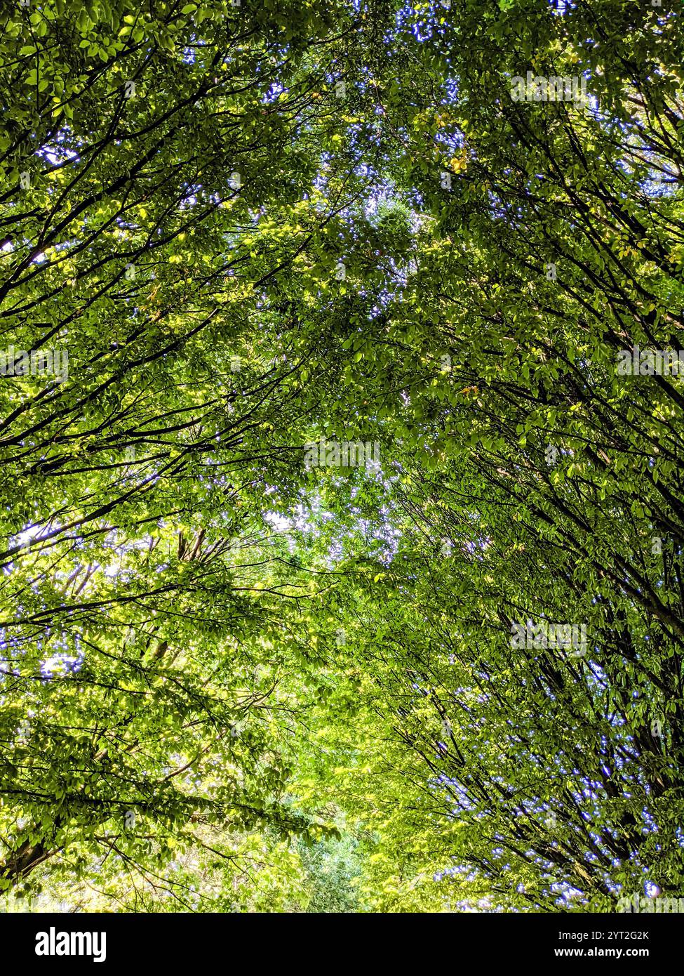 Dense woodland background hi-res stock photography and images - Alamy