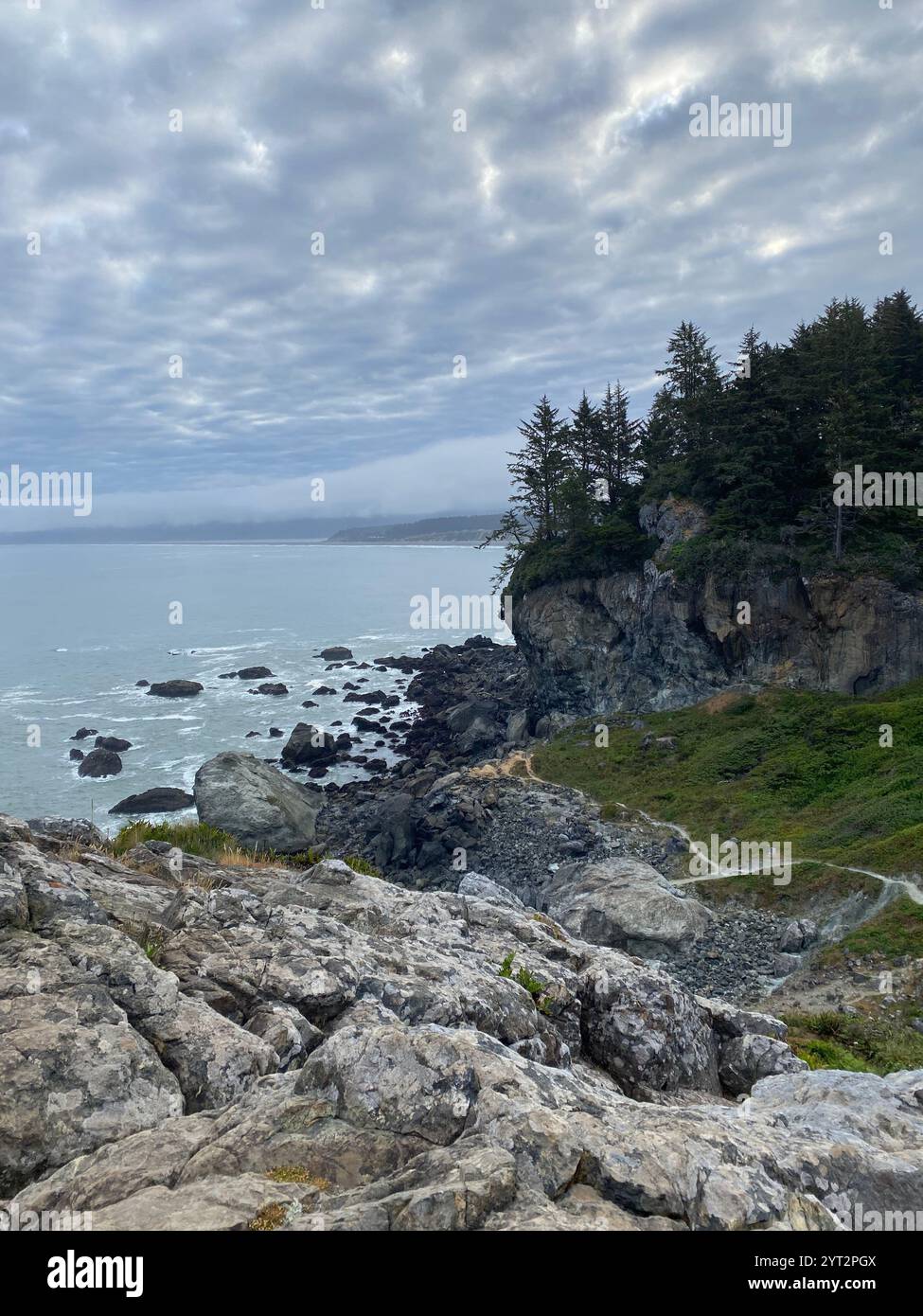 Pine Tree Forest - Smartphone Captured Stock Image