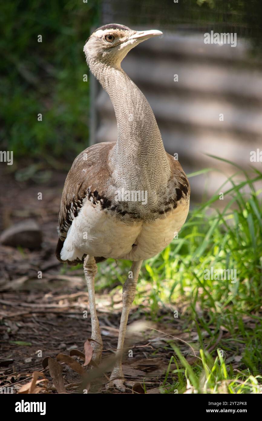 The Australian Bustard is one of Australia's largest birds. It is a mainly grey-brown bird, speckled with dark markings, with a pale neck and black cr Stock Photo