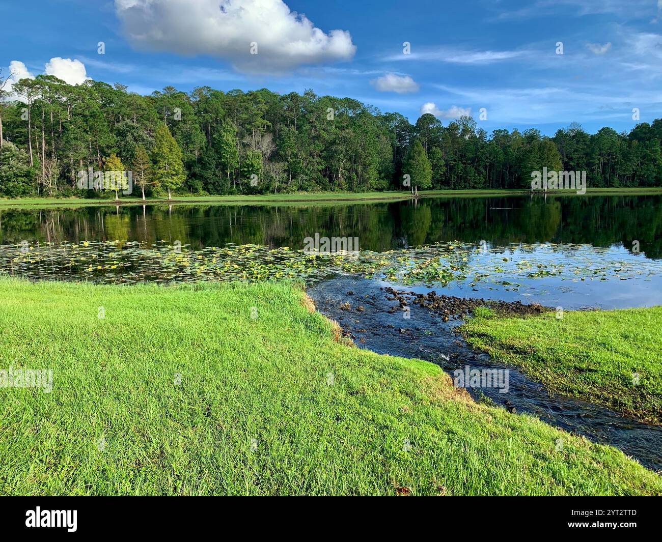 A peaceful stream winds through lush green grass toward a quiet forest lake, reflecting clouds and trees under a vibrant summer sky. - Smartphone Captured Stock Image