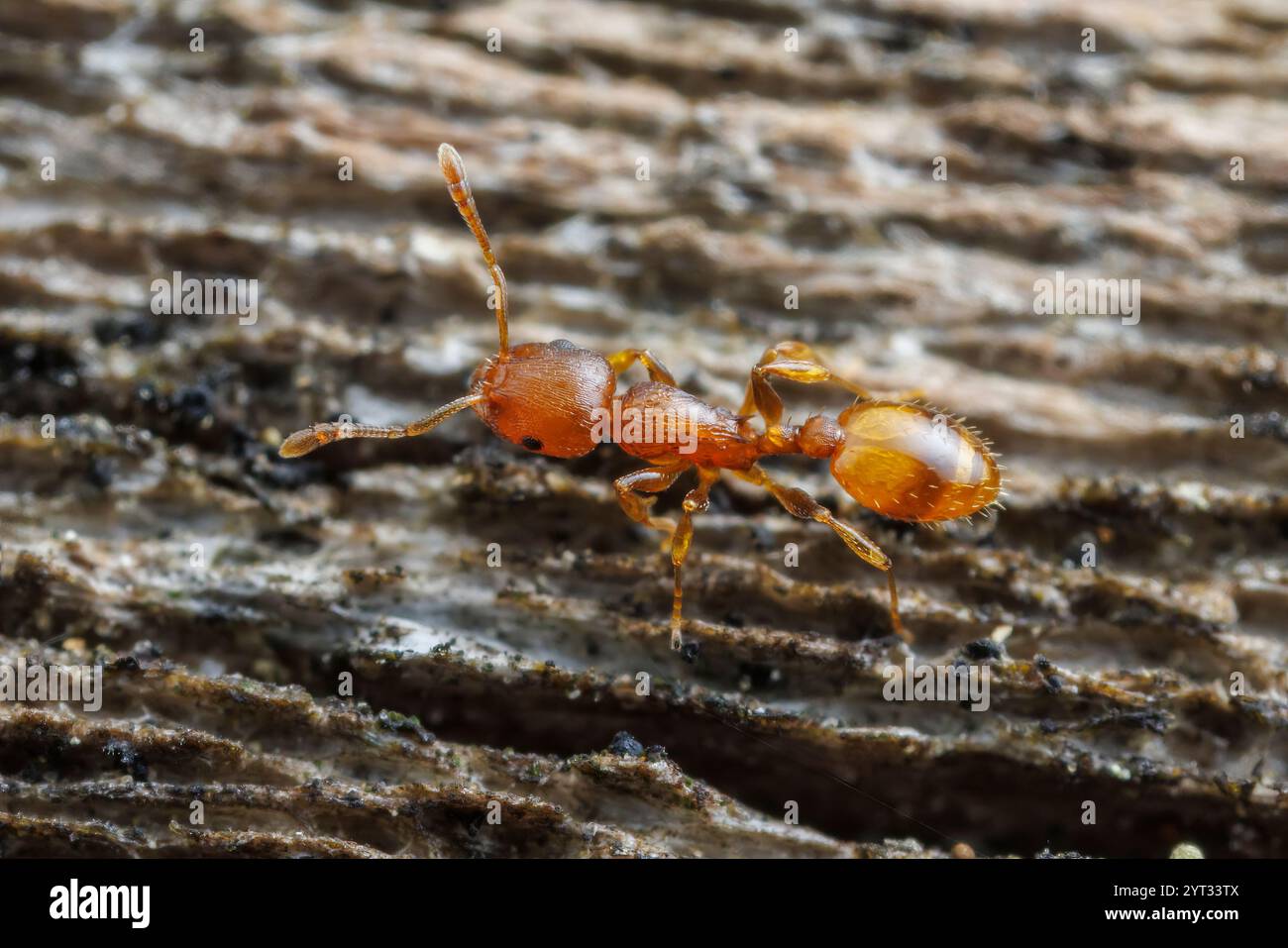 Acorn Ant (Temnothorax caryaluteus) Stock Photo