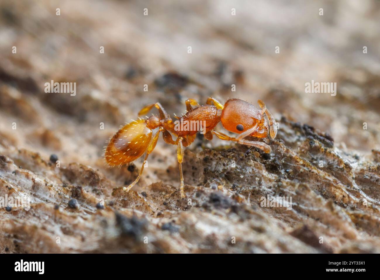 Acorn Ant (Temnothorax caryaluteus) Stock Photo