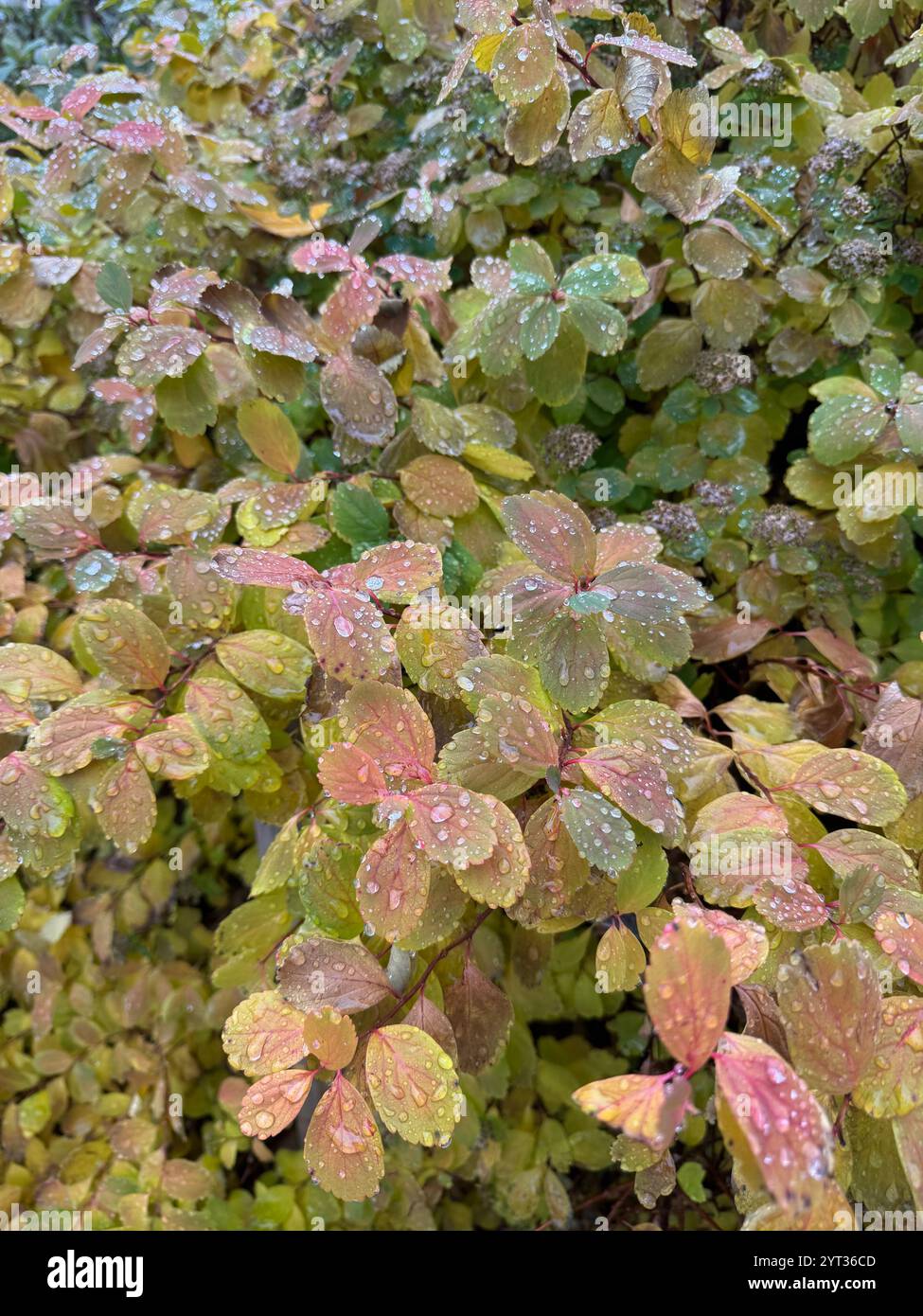 Mesmerising Northern Lights and detailed raindrop-covered leaves. A blend of celestial wonder and nature’s serene beauty, perfect for inspiration. - Smartphone Captured Stock Image