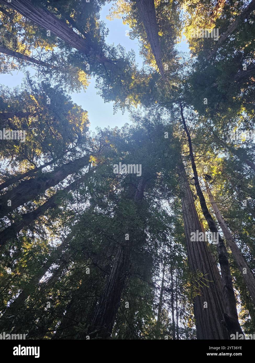 Upward view of towering redwood trees with sunlight filtering through the canopy, creating a mesmerizing natural scene against a clear blue sky. Stock Photo