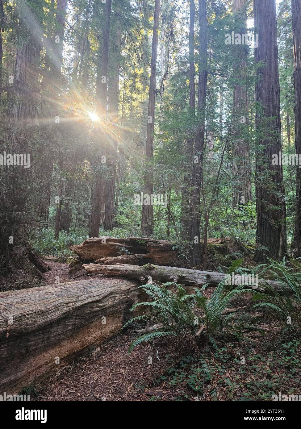 Majestic redwood forest with towering trees, lush ferns, and sunlit paths creating a serene natural atmosphere. A perfect depiction of untouched wilde. - Smartphone Captured Stock Image