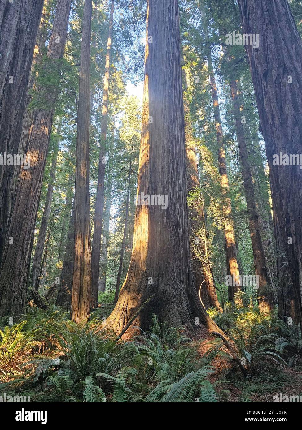 Majestic redwood forest with towering trees, lush ferns, and sunlit paths creating a serene natural atmosphere. A perfect depiction of untouched wilde. - Smartphone Captured Stock Image