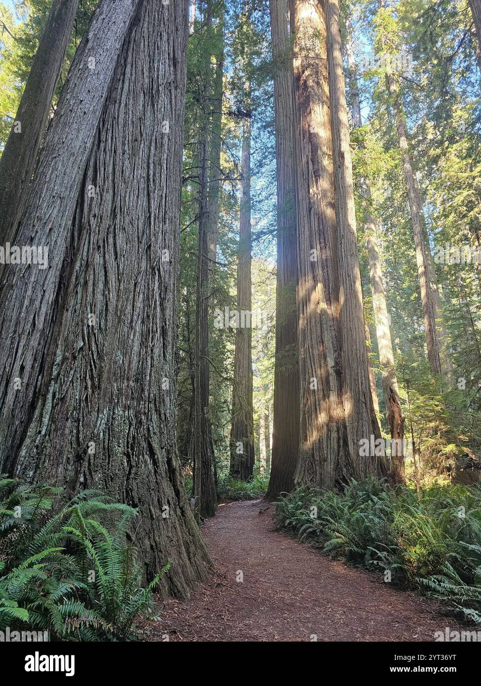 Majestic redwood forest with towering trees, lush ferns, and sunlit paths creating a serene natural atmosphere. A perfect depiction of untouched wilde. - Smartphone Captured Stock Image