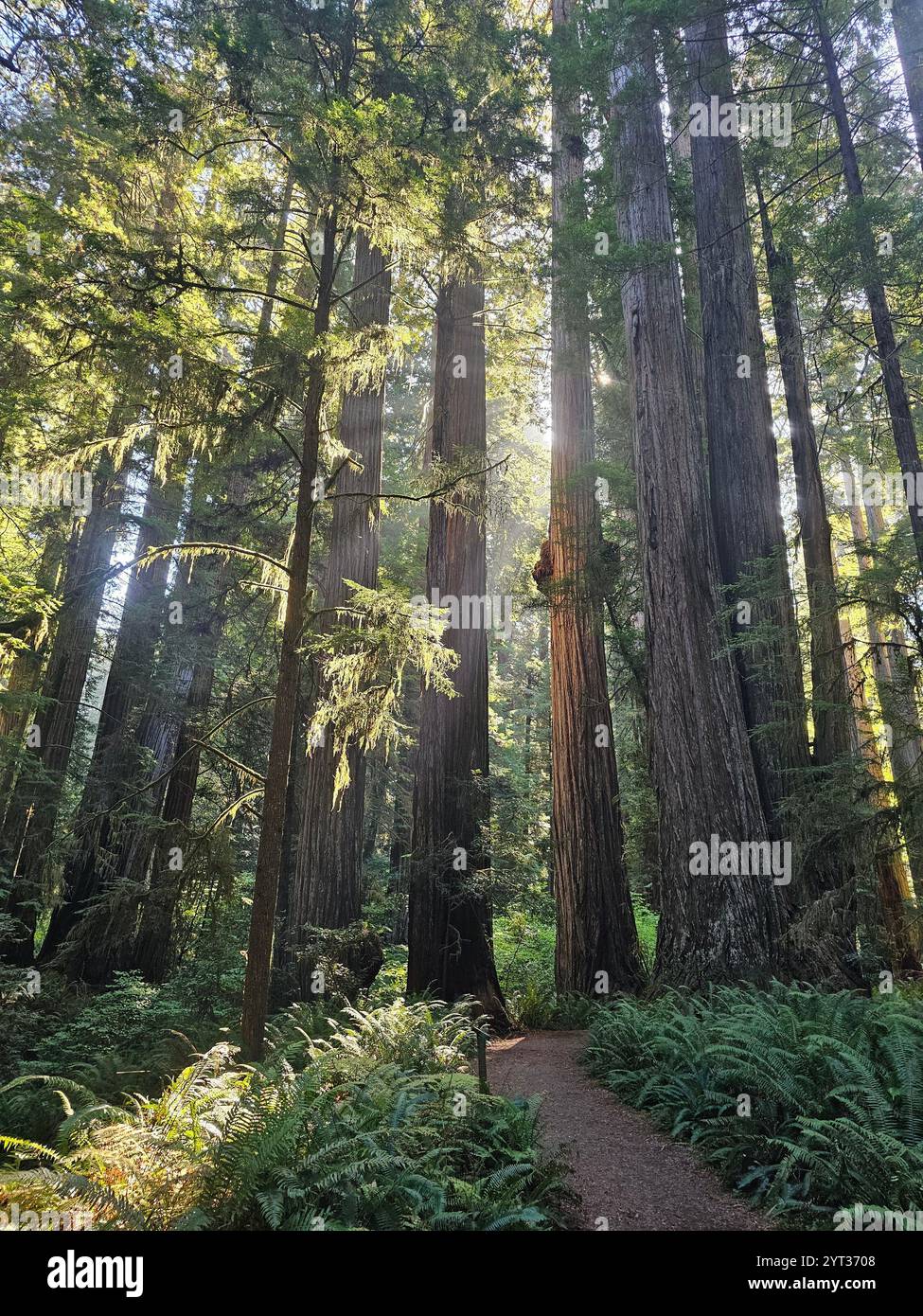 Majestic redwood forest with towering trees, lush ferns, and sunlit paths creating a serene natural atmosphere. A perfect depiction of untouched wilde. - Smartphone Captured Stock Image
