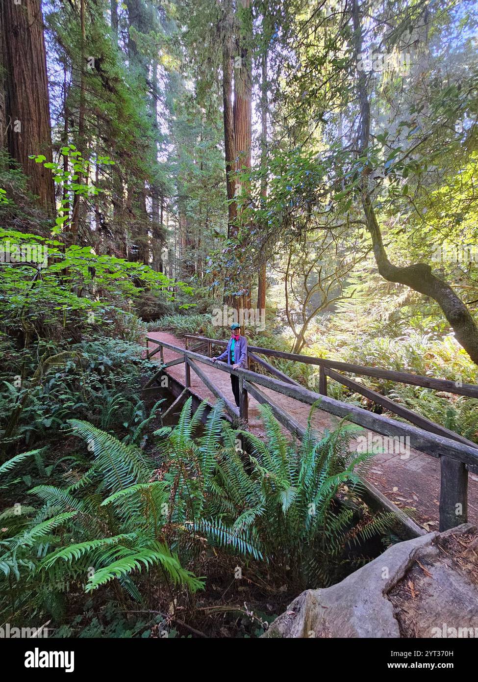 A serene forest scene featuring a wooden bridge surrounded by lush ferns and towering trees, with a person standing on the bridge enjoying nature. - Smartphone Captured Stock Image