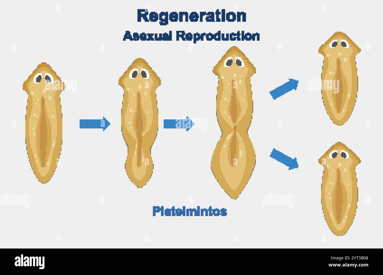 Illustration of flatworm regeneration and asexual reproduction Stock Vector