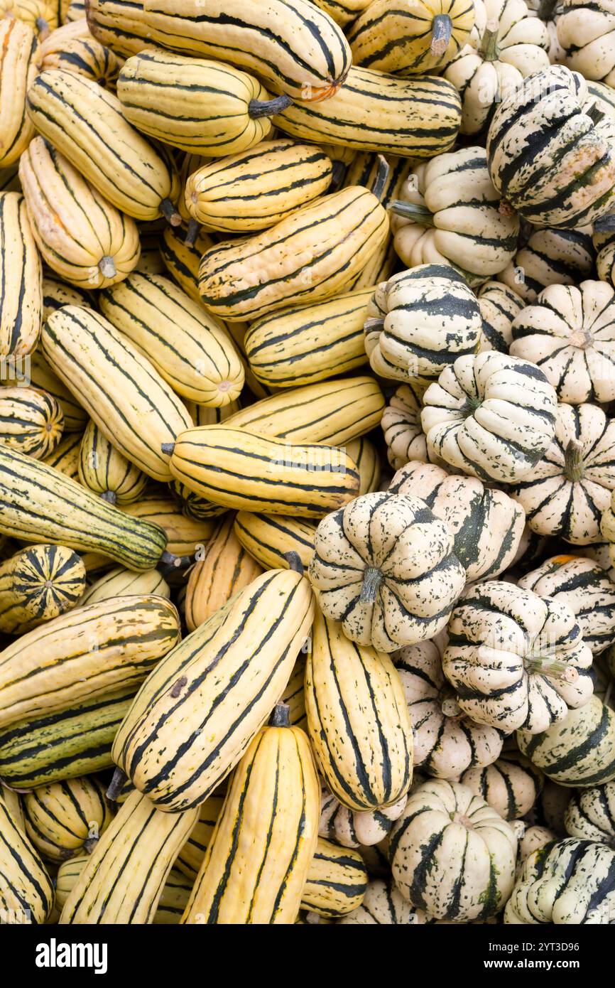 An arrangement of organic fresh delicata winter squash on display for harvest and Thanksgiving at a farmers market. Stock Photo