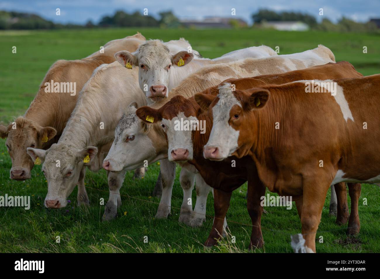 Cow grazing. Cattle in the grass field Stock Photo - Alamy