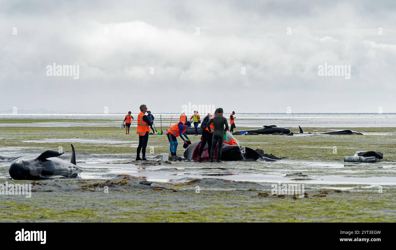 Farewell Spit, Golden Bay, Aotearoa / New Zealand - 3 December 2024: Project Jonah volunteers, locals and tourists cooling a beached pilot whale while Stock Photo