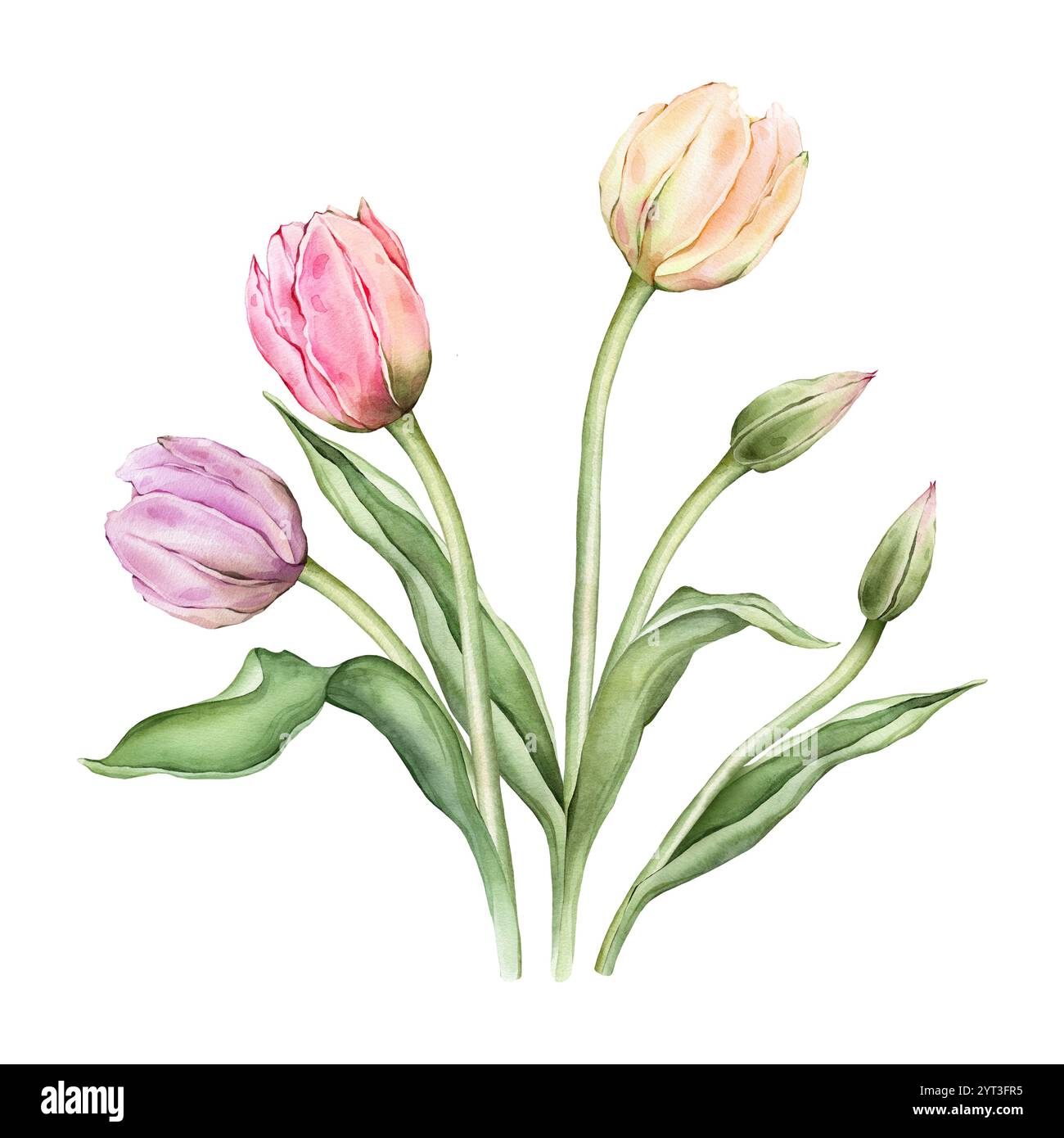 Bouquet of Pastel pink light violet yellow Tulips and open bud ...