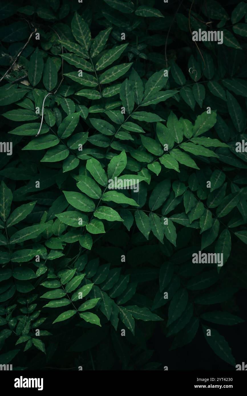 Tropical leaves hi-res stock photography and images - Alamy
