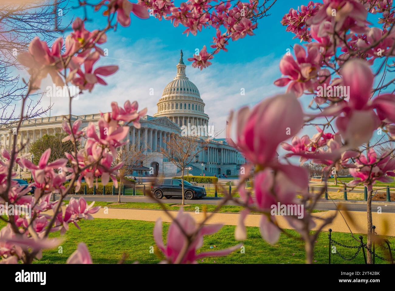Capitol building at spring blossom magnolia tree, Washington DC. U.S ...