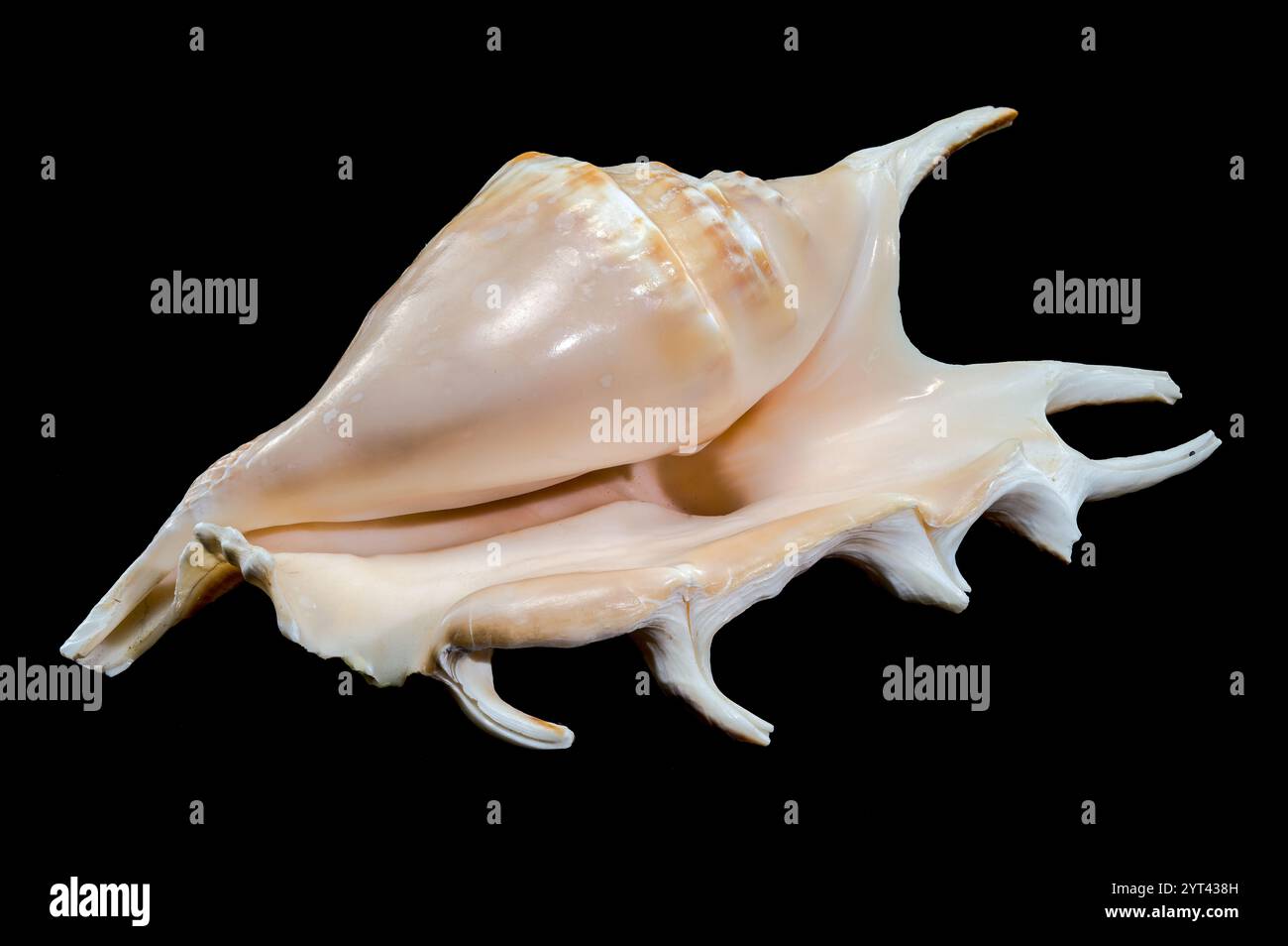 Scorpion Shell Color Striking black scorpion design hi-res stock photography and images - Alamy