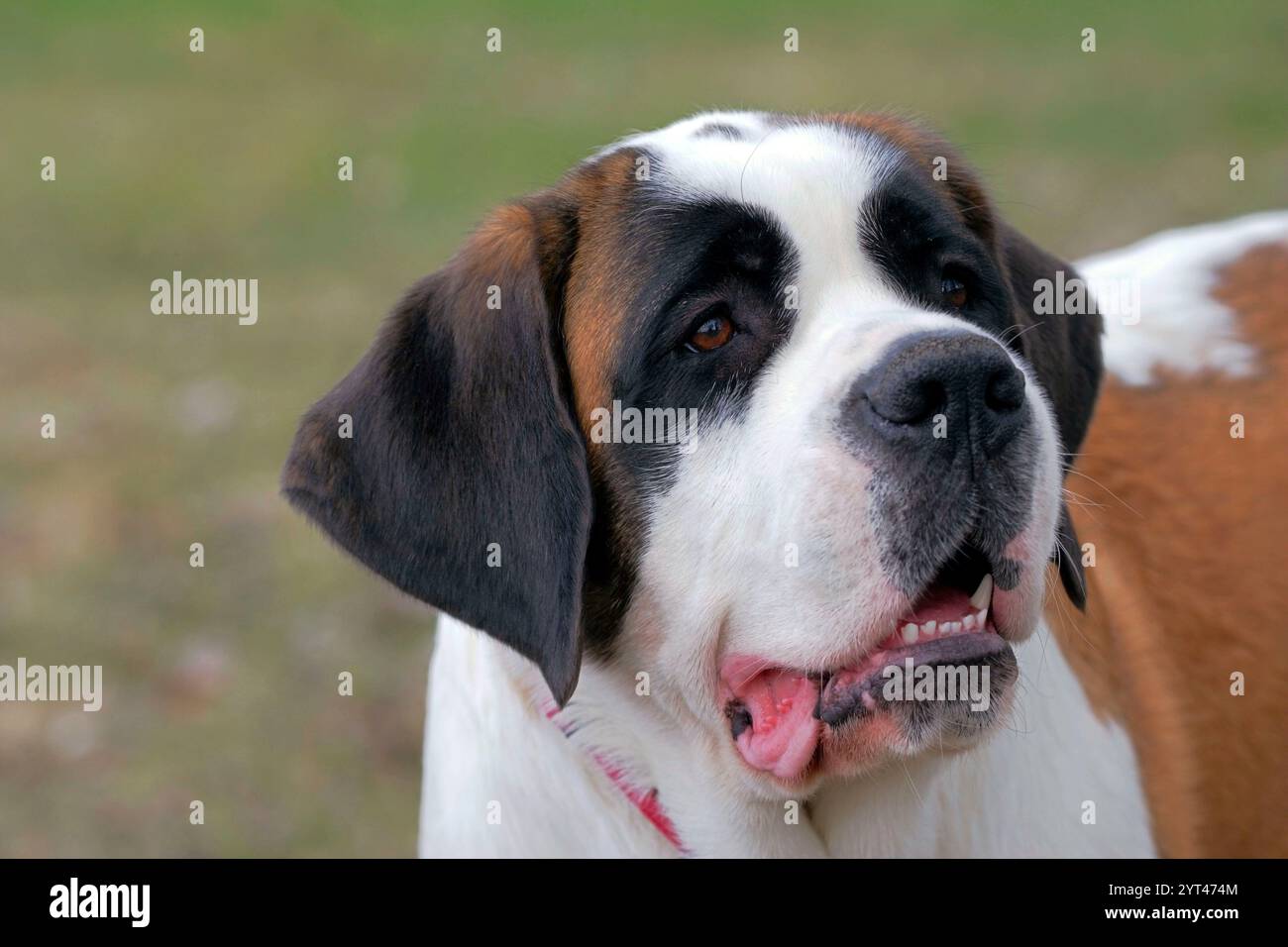 St. Bernard dog short hair , outside, looking up, portrait, closeup ...