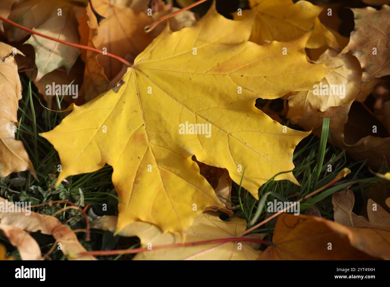 Yellow maple leaves pattern on the ground Stock Photo