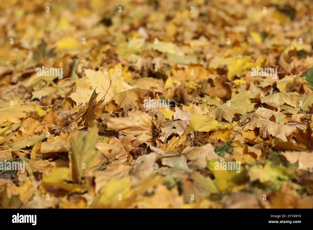 Yellow maple leaves pattern on the ground Stock Photo