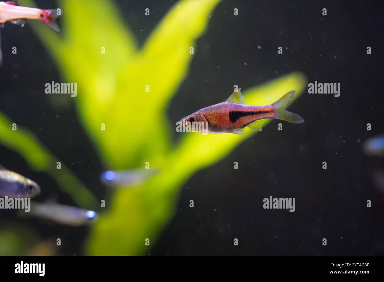 close-up of colourful relaxing fish and red shrimps moving amongst plants, rocks and wood in a tropical tank Stock Photo