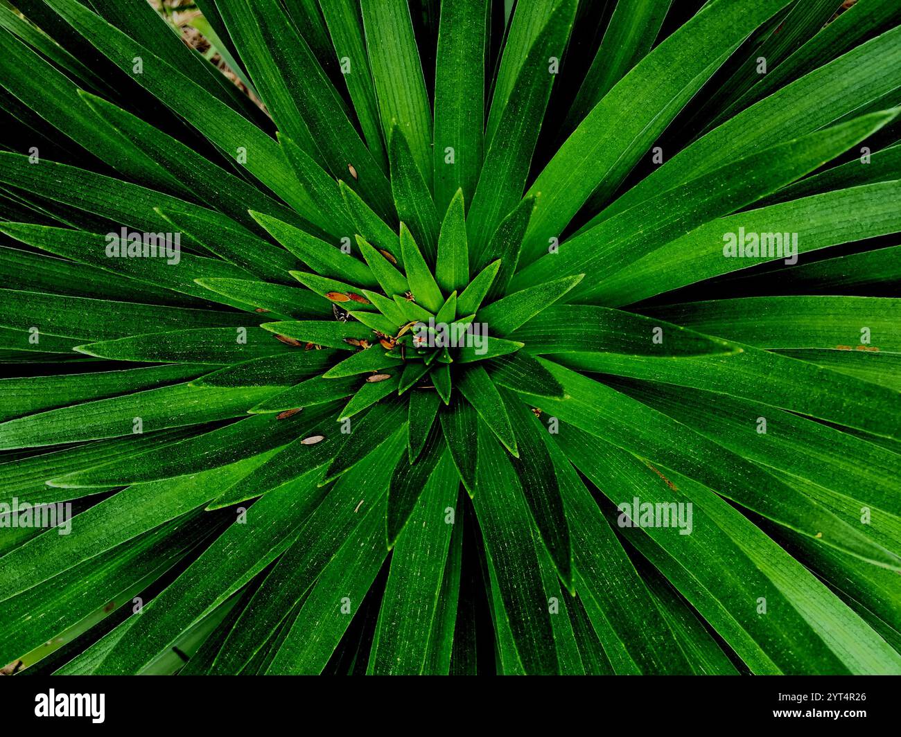 Lush green leaves radiate hi-res stock photography and images - Alamy