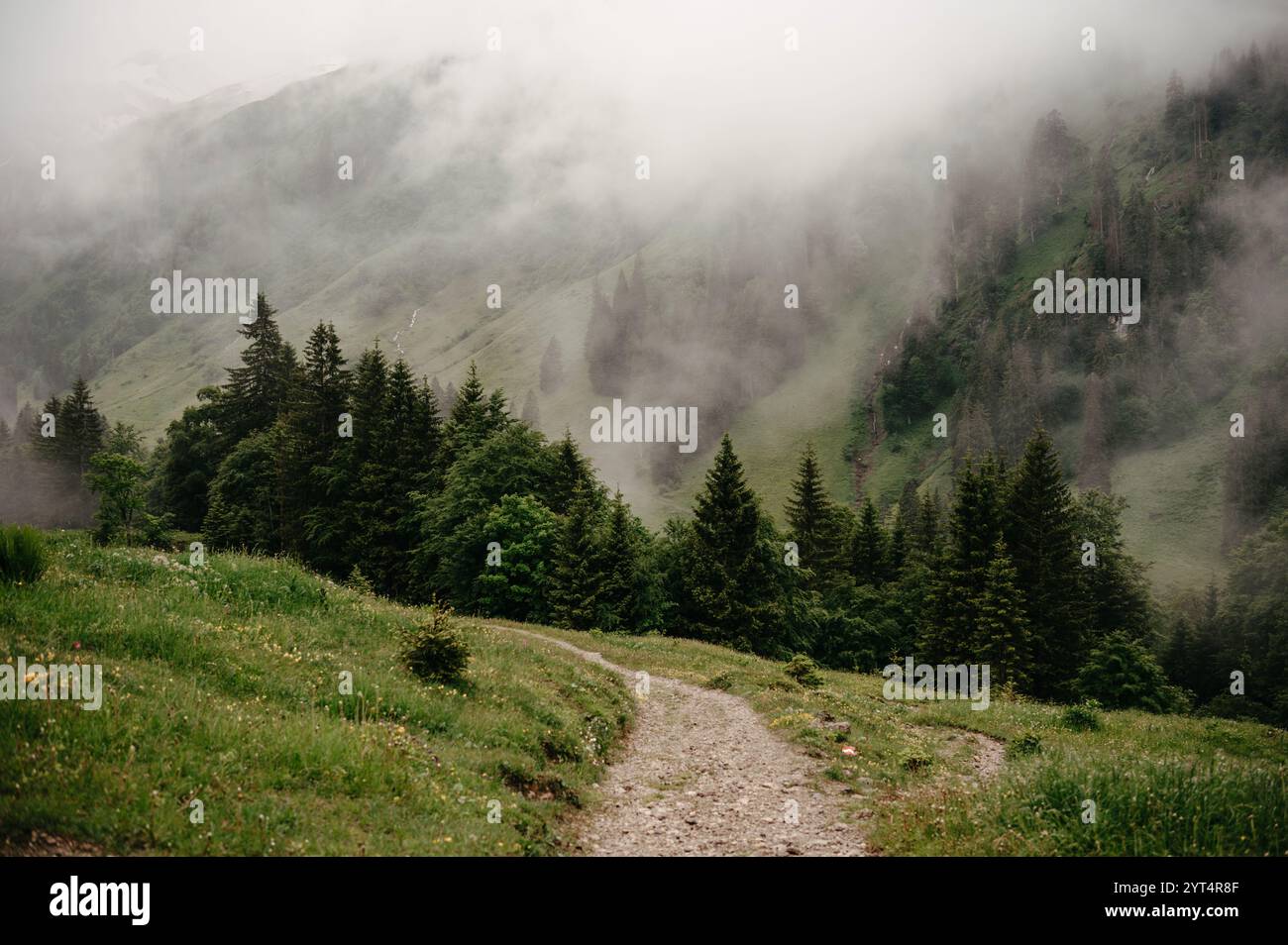Greenery lush misty forest mountains hi-res stock photography and ...