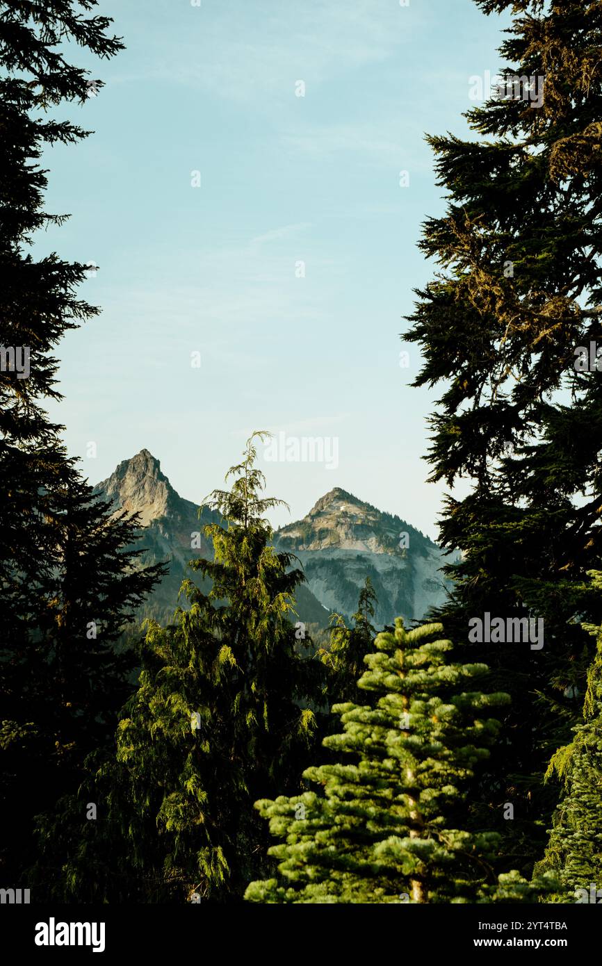 Majestic peaks and towering pines Stock Photo - Alamy