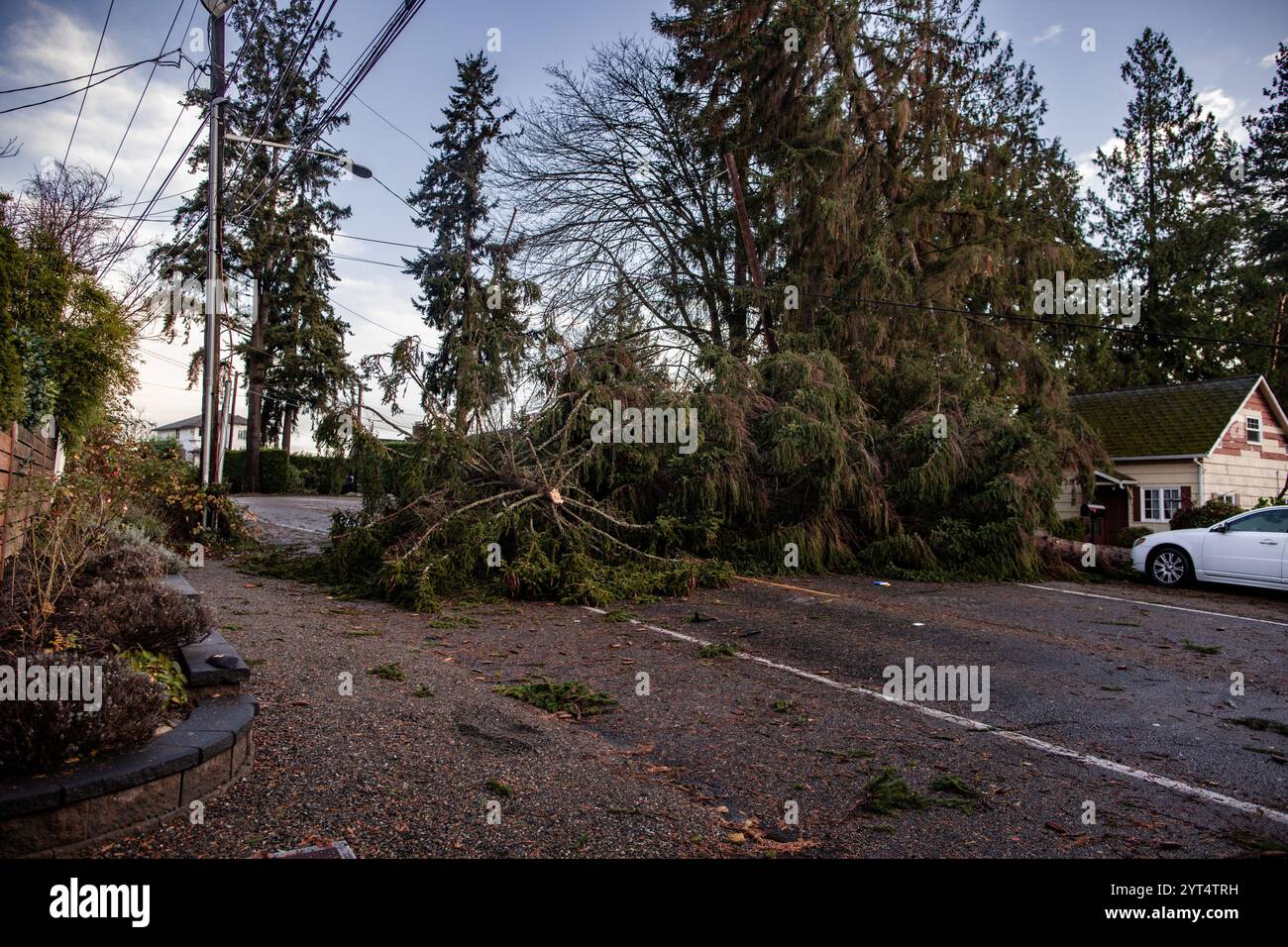 Fallen tree blocking road after windstorm Stock Photo - Alamy