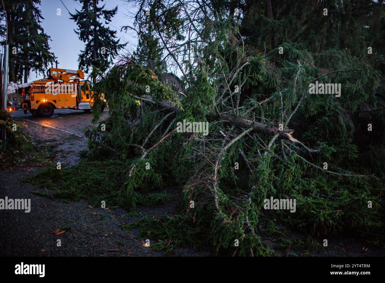 Fallen tree blocking road after windstorm Stock Photo - Alamy