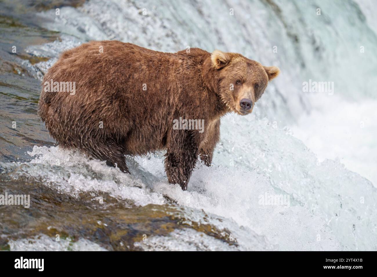 Brown Bear in Alaska Fishing for Salmon Stock Photo - Alamy