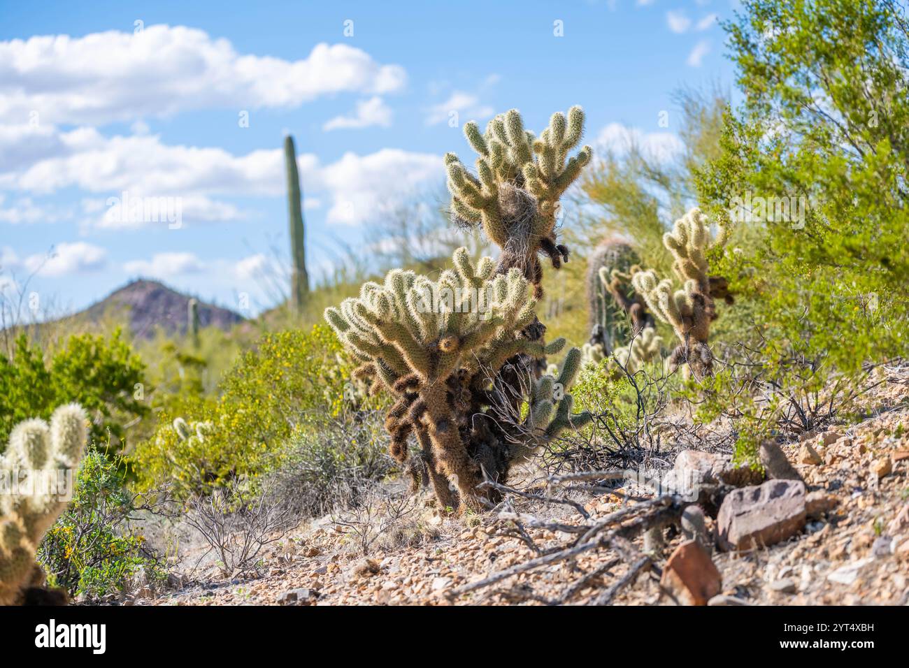 A spiny wild cactus plant in Tucson, Arizona Stock Photo - Alamy