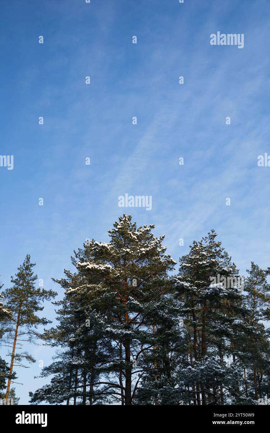 Pine tree tops covered in snow against blue sky Stock Photo